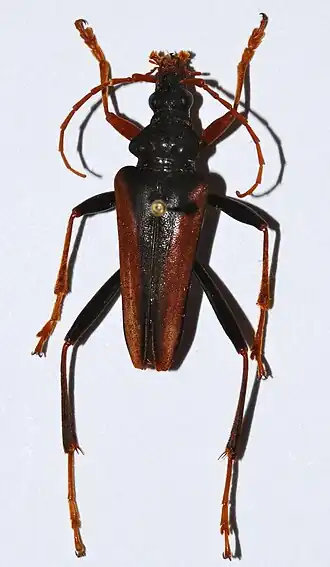 Mastododera lateralis
