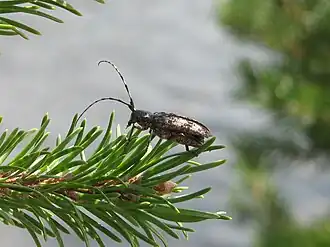 Monochamus mutator