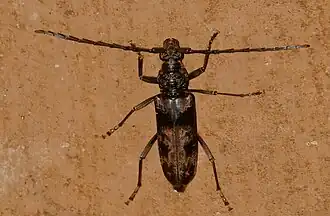 Pachydissus natalensis