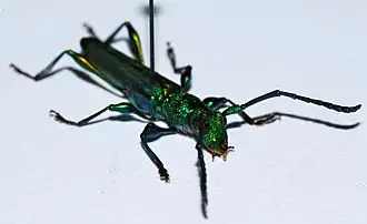 Phrosyne viridis