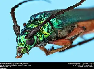 Plinthocoelium suaveolens