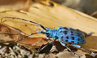 Pseudomyagrus waterhousei