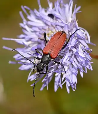 Stictoleptura hybrida