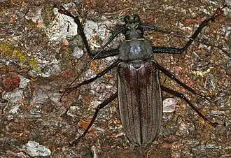 Xixuthrus microcerus