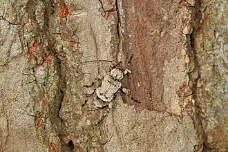 Leptostylus asperatus