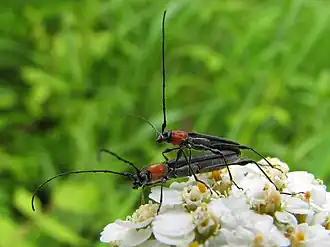 Rhopalophora meeskei