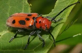 Tetraopes tetrophthalmus