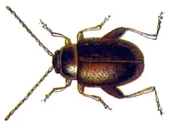 Longitarsus apicalis