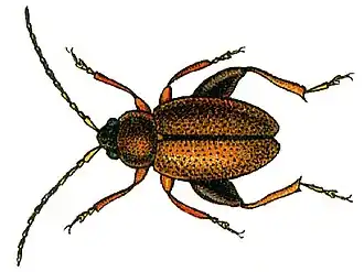 Longitarsus atricillus