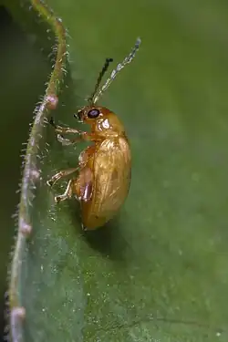 Kever op blad van Jakobskruiskruid