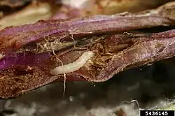 Larve in stengel van Jakobskruiskruid