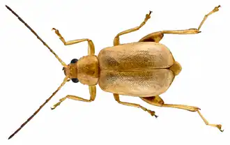 Longitarsus kleiniiperda