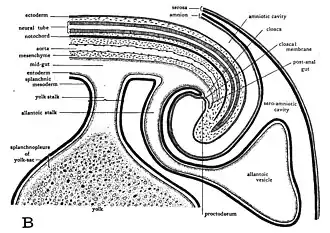 Diagram in lengtedoorsnede van het staarteinde van een vier dagen oud kippenembryo.