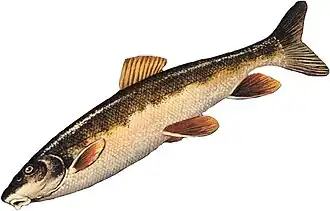 Catostomus catostomus catostomus