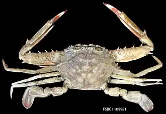 Achelous spinicarpus