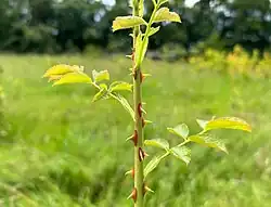 Close-up van een loot van jong exemplaar