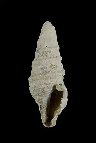 Lophiotoma abbreviata