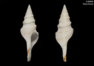 Lophiotoma capricornica