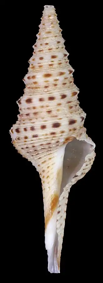 Lophiotoma friedrichbonhoefferi