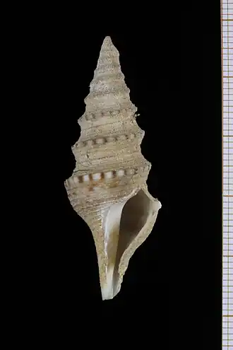 Lophiotoma madagascarensis