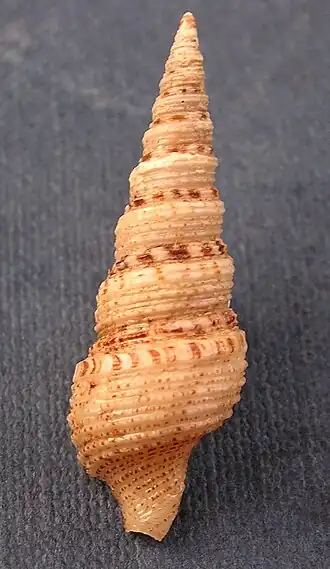 Iotyrris olangoensis