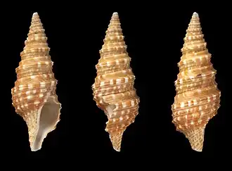 Lophiotoma ruthveniana