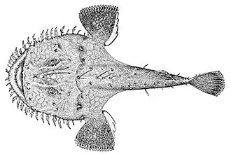 Lophius litulon