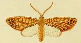 Lophocampa alsus