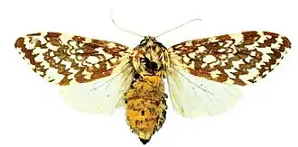 Lophocampa alternata