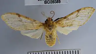 Lophocampa amaxiaeformis