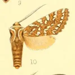 Lophocampa andensis