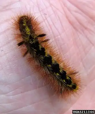 Lophocampa argentata