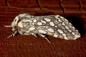 Lophocampa argentata