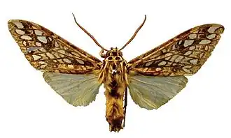 Lophocampa atriceps