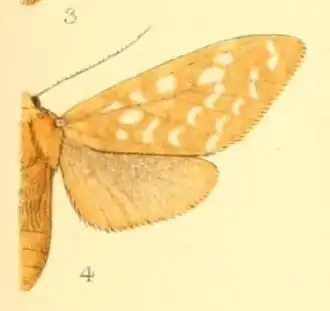 Lophocampa bicolor