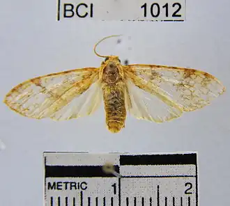 Lophocampa catenulata