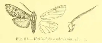 Lophocampa endrolepia