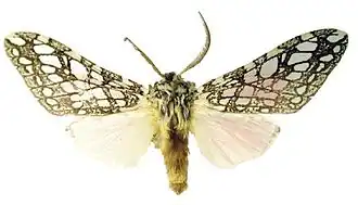 Lophocampa hyalinipuncta