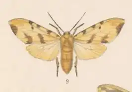 Lophocampa labaca