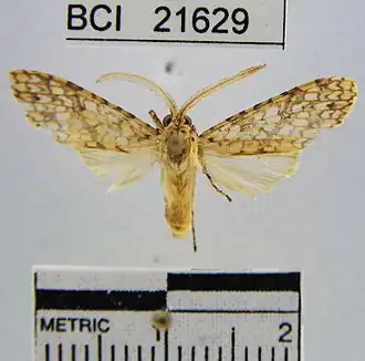 Lophocampa maroniensis
