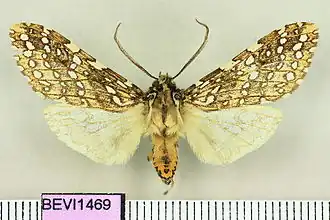 Lophocampa ronda