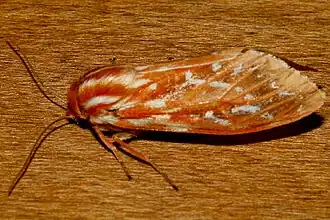 Lophocampa roseata