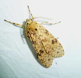 Lophocampa sobrina