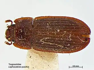 Lophocateres pusillus