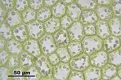 Bladcellen met chloroplasten en olielichaampjes