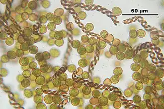 Gedrongen kantmos (Lophocolea heterophylla) sporen en elateren