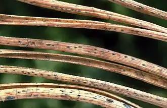 Dennennaaldspleetlip