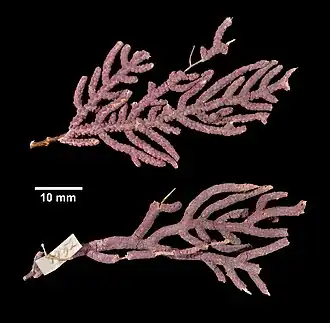 Filigorgia sanguinolenta