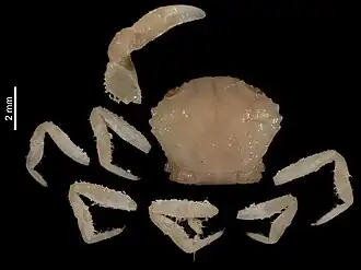 Lophopanopeus maculatus