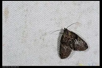 Lophoptera hemithyris